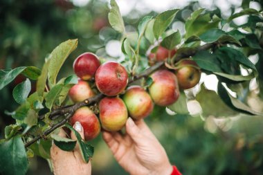 Elma ağacından elma toplayan bir kadının yakın çekimi.