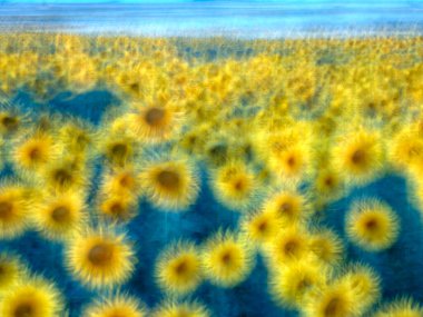 Ayçiçeği tarlası. Sanatsal fotoğrafçılık. Villafafila Gölleri Doğal Parkı. Zamora. Castilla y Leon. İspanya