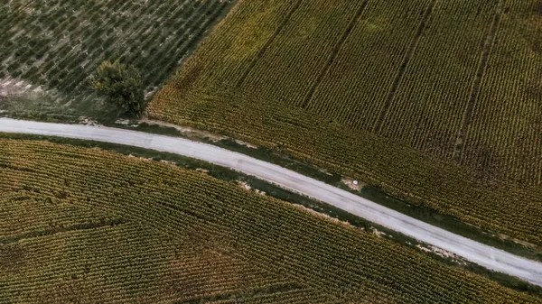 道路からのいくつかのトウモロコシ畑の空中ビュー — ストック写真