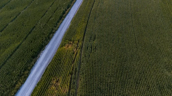 Εναέρια Άποψη Ορισμένων Cornfields Από Ένα Δρόμο — Φωτογραφία Αρχείου
