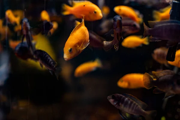 Poisson Rouge Nageant Dans Aquarium — Photo