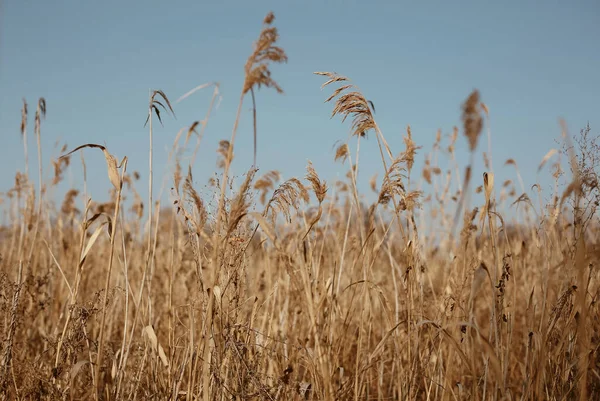 Natürliche Landschaft Der Trockenen Pampa Graswiese Herbst — Stockfoto