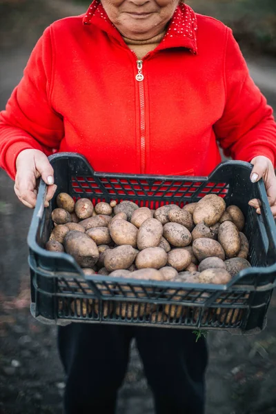 Adult Woman Holding Potatoes Her Garden — Stock Photo, Image