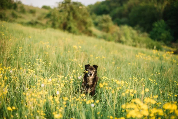 Resting Dog Grass Flowers Field — Stock Photo, Image