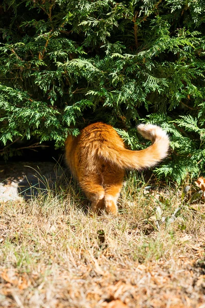 Πίσω Μέρος Της Κοκκινοτρίχης Γάτας Είναι Κυνήγι — Φωτογραφία Αρχείου