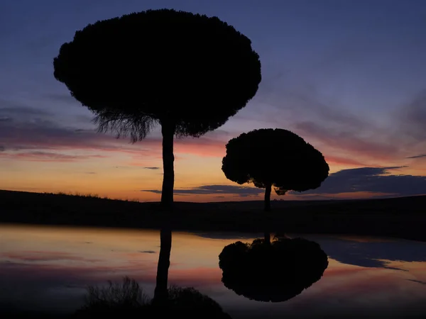 Pinos Retroiluminado Amanecer Parque Natural Villafafila Xamora Tierra Campos Cerealista —  Fotos de Stock