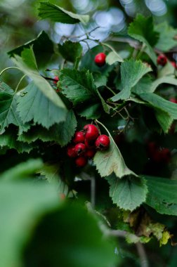 Bahçedeki bir ağaçta olgunlaşmış dikenli meyve