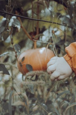 Bir çocuğun eli olgun bir balkabağını işaret eder.