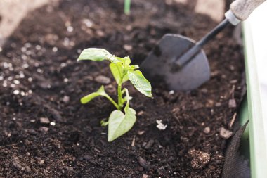 Small Bell Pepper Seedling in the Soil next to a Trowel clipart