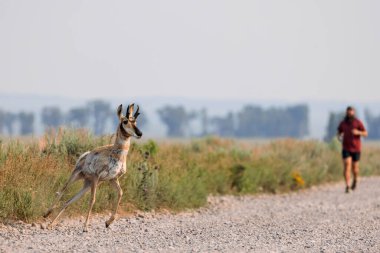 Grand Teton Ulusal Parkı 'nda bir at koşucunun yanından geçiyor..