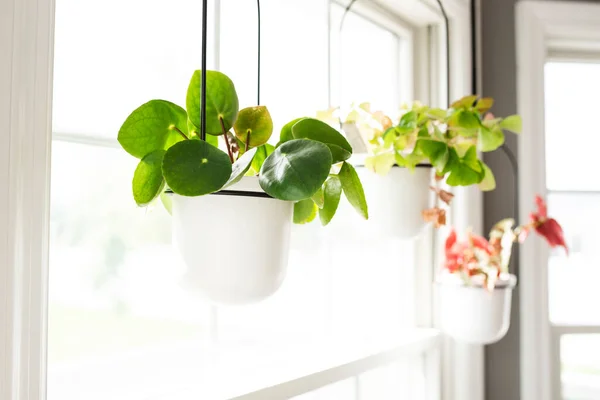 Tres Plantas Domésticas Maceta Colgando Una Ventana Soleada —  Fotos de Stock