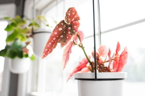 Pabrik Begonia Berbintik Merah Muda Jendela Terang Dan Cerah Rumah — Stok Foto