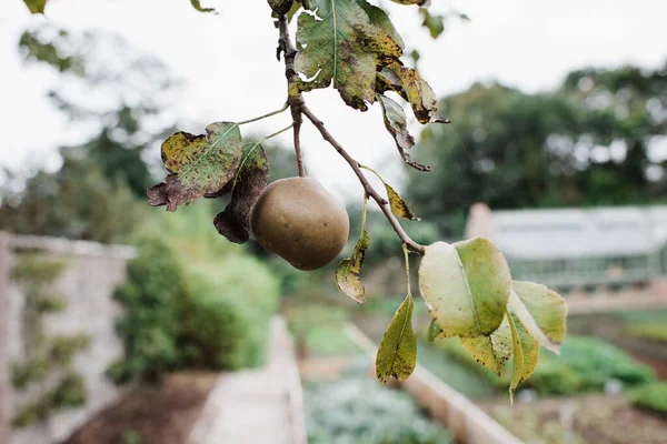 Single Pear Hanging Branch English Country Garden — Stock Photo, Image
