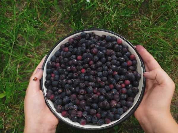 Close Das Mãos Uma Menina Segurando Shadberries Orgânicos Joaninha — Fotografia de Stock