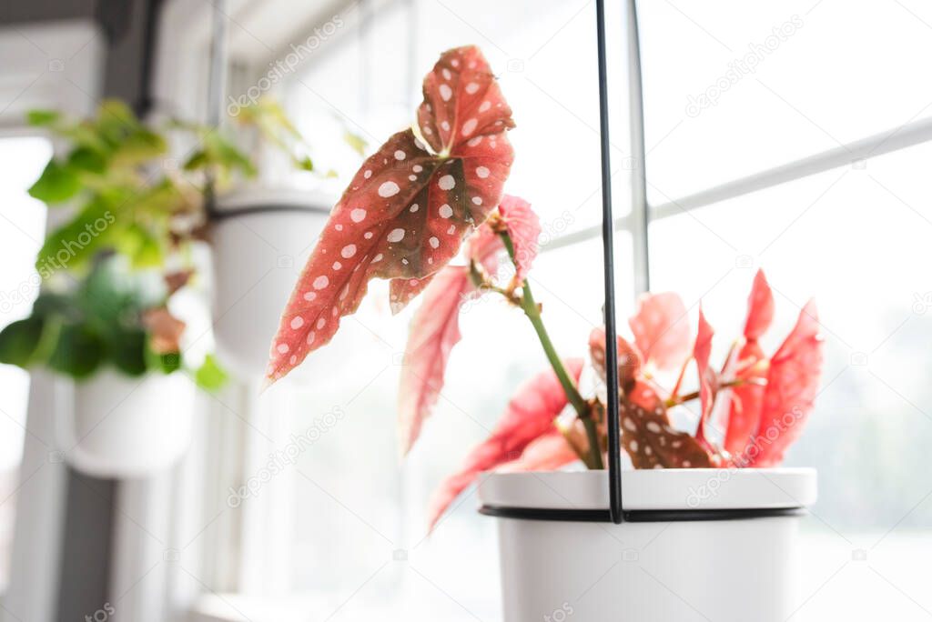 Pink Spotted Begonia Plant in a Bright and Sunny Window at Home