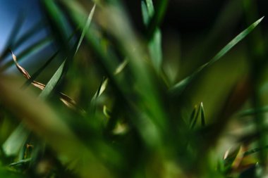 Çimenler Arasında Seçmeli Kapat Odaklanma