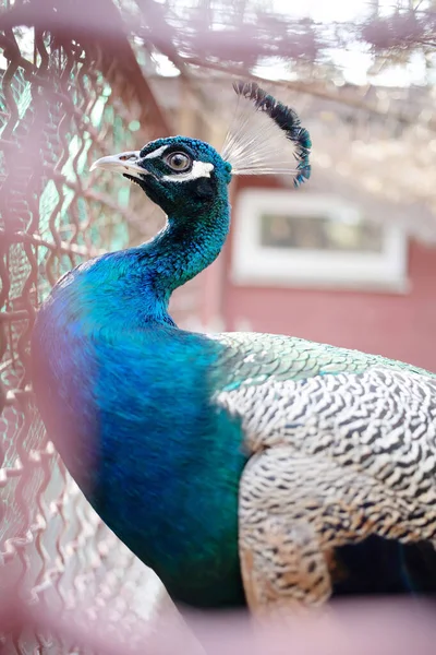 Lindo Azul Pavão Pássaro Retrato Zoológico — Fotografia de Stock