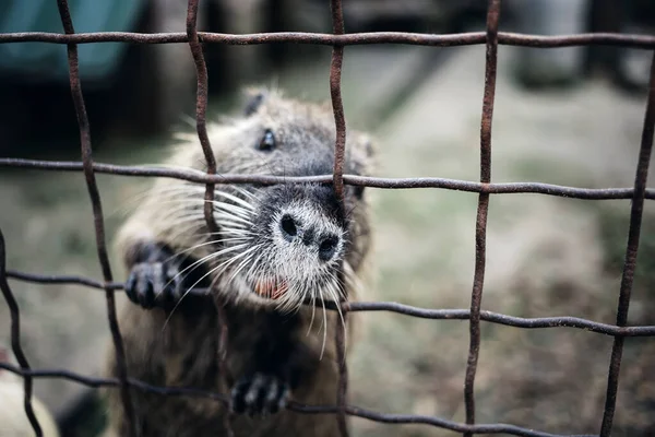 Otter Nagetier Hinter Zoogittern — Stockfoto