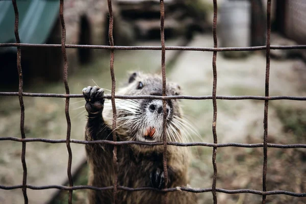 Loutre Rongeur Animal Derrière Zoo Bars — Photo