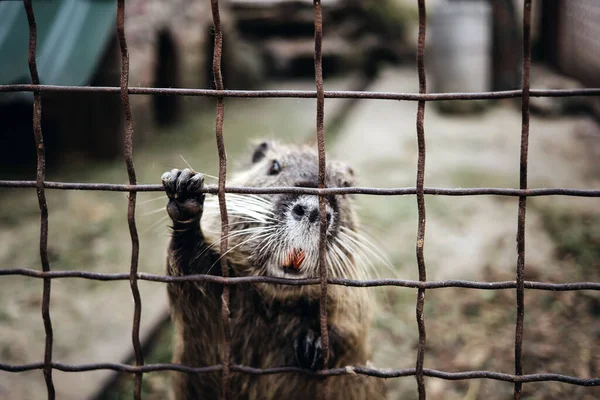 Otter Knaagdier Achter Dierentuinbars — Stockfoto