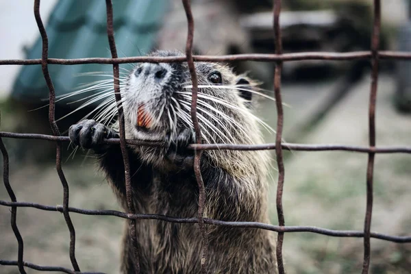 Niedliches Otter Nagetier Zoo — Stockfoto