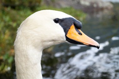 Beyaz kuğu sıcak göllerde yüzer.