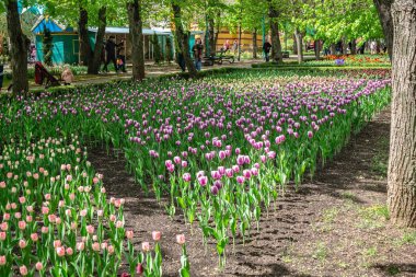 Ukrayna, Kropyvnytskyi botanik bahçesindeki lale sokağı.
