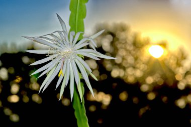 Epiphyllum Hookeri Orkide Kaktüsünün Çiçeği