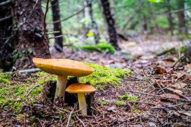 Acadia Milli Parkı, Maine'de bir turuncu huş Bolete mantar