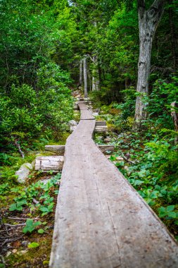Acadia Milli Parkı, Maine ormanında muhteşem bir görünüm