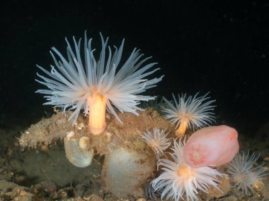 Siyah arka planda fışkıran deniz şakayığı
