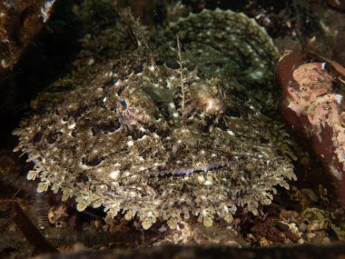 Balıkçı ya da maymun balığı denizin dibinde avlanıyor.