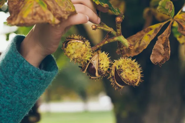 Kestane meyveleri dikenli kabuklarda Sonbahar ceketli kızın ellerinde