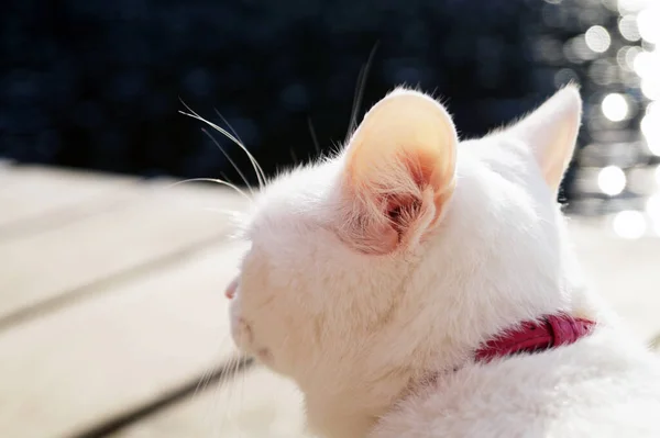 Een Witte Kat Aan Leiband Loopt Warme Meren — Stockfoto