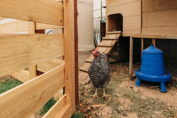 Barred Rock Kylling Står Coop Baghaven Homestead Område - Stock-foto