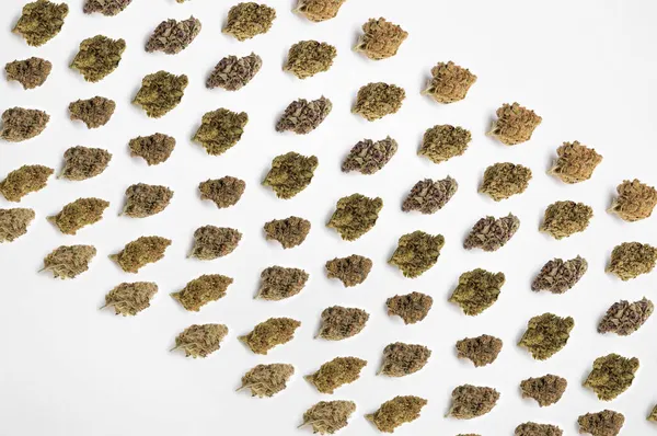 Beyaz arka planda tıbbi esrar, güzel çiçek marihuanası