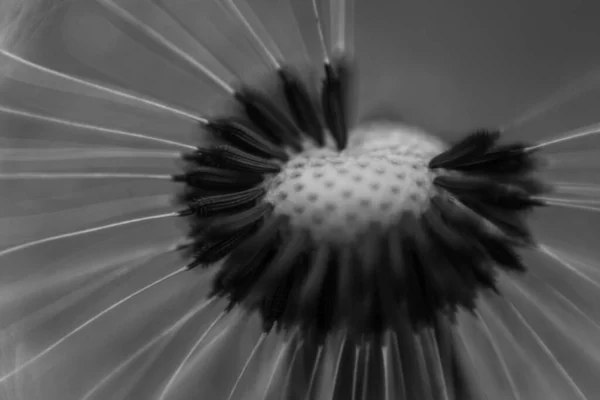 Černá Bílá Makro Pampeliška Květina — Stock fotografie