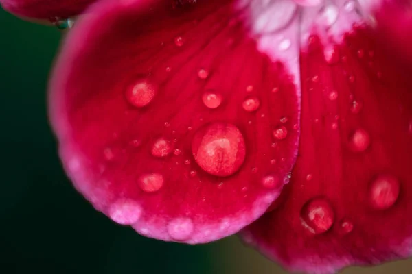 Νερό Σταγόνα Λουλούδι Μακροεντολή Φωτογραφία — Φωτογραφία Αρχείου
