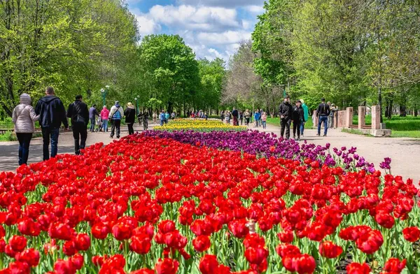 Allée Des Tulipes Dans Arboretum Kropyvnytskyi Ukraine — Photo