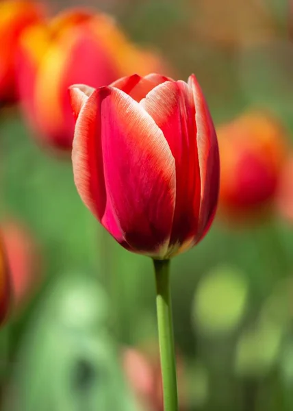 Tulpen Vom Arboretum Kropyvnytskyi Ukraine — Stockfoto