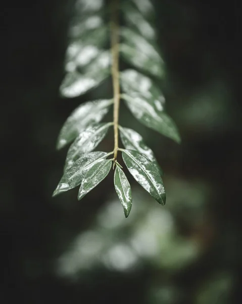 Close Fern Leaves Black Background — Stock Photo, Image