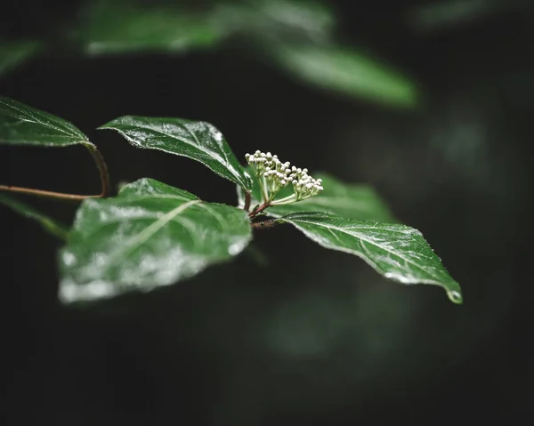 Primer Plano Gotas Lluvia Hojas — Foto de Stock