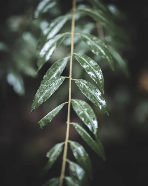 Close Folhas Verdes Floresta — Fotografia de Stock