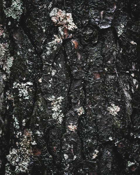 Plan Plein Cadre Tronc Arbre Dans Forêt — Photo