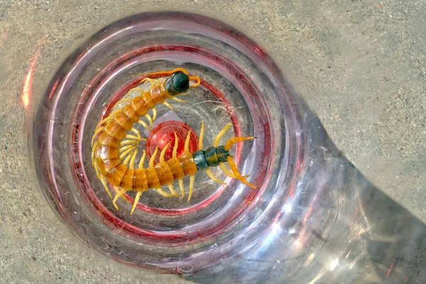 Arizona Centipede Jar — ภาพถ่ายสต็อก