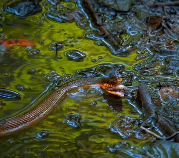 Serpente Comendo Peixe Parque Nacional Congaree — Fotografia de Stock