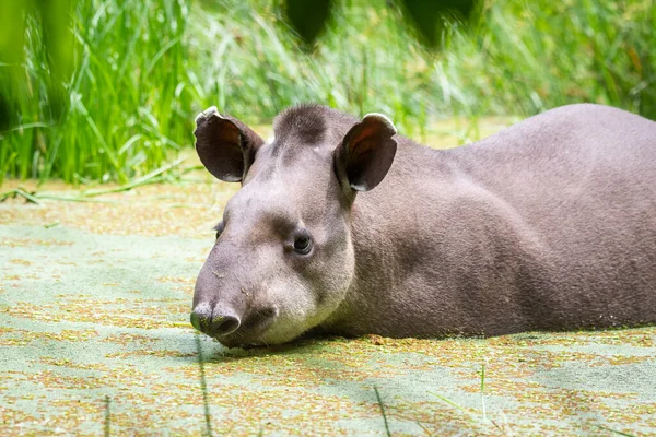 Krásný Výhled Tapir Uvnitř Jezera Zeleném Deštném Pralese — Stock fotografie