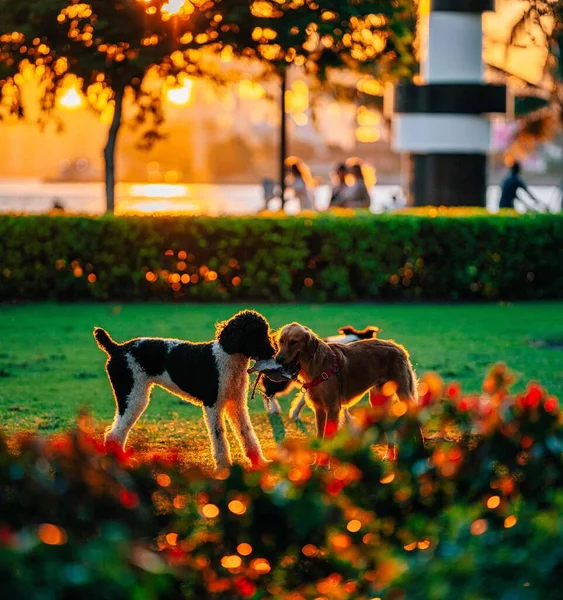 Psy Grać Park Zachód Słońca Natura — Zdjęcie stockowe