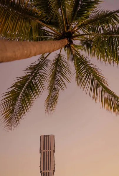 야자나무 마이애미 플로리다 초고층 — 스톡 사진