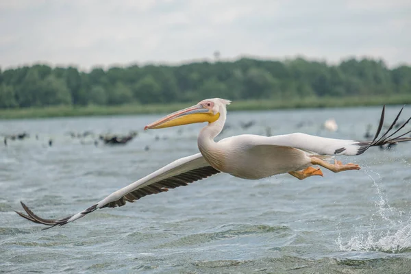 Pelikan Comun Stor Hvid Pelikan Pelecanus Onocrotalus - Stock-foto